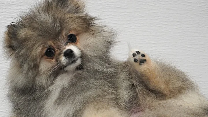 This dog is a toe bean model | Pomeranian Puppy - DayDayNews
