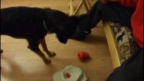 Teaching Object Recognition to Your Dog: Naming Objects with clicker training