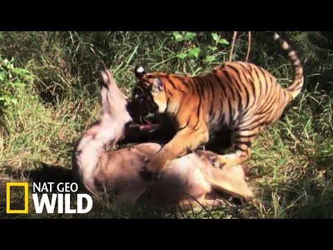 Vidéo: Comment chasse un tigre ? Observations intéressantes