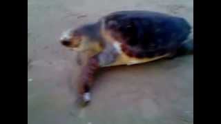 Как умирают морские черепахи....