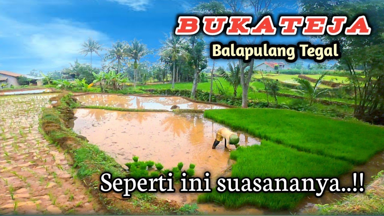 Desa Wisata Bukateja,Balapulang Tegal - Suasana Pedesaan Indah dan Damai