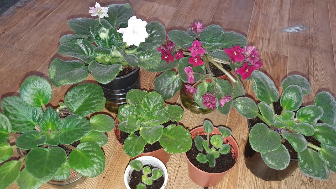 MENEKŞE BUDAMASI, Menekşe bakımı ve budama neden önemli !