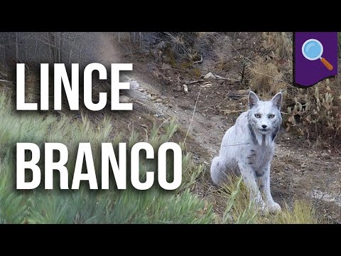 Demystifying: the white lynx