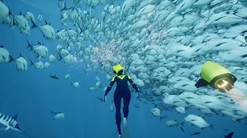 ABZÛ - Delphinus Delphis