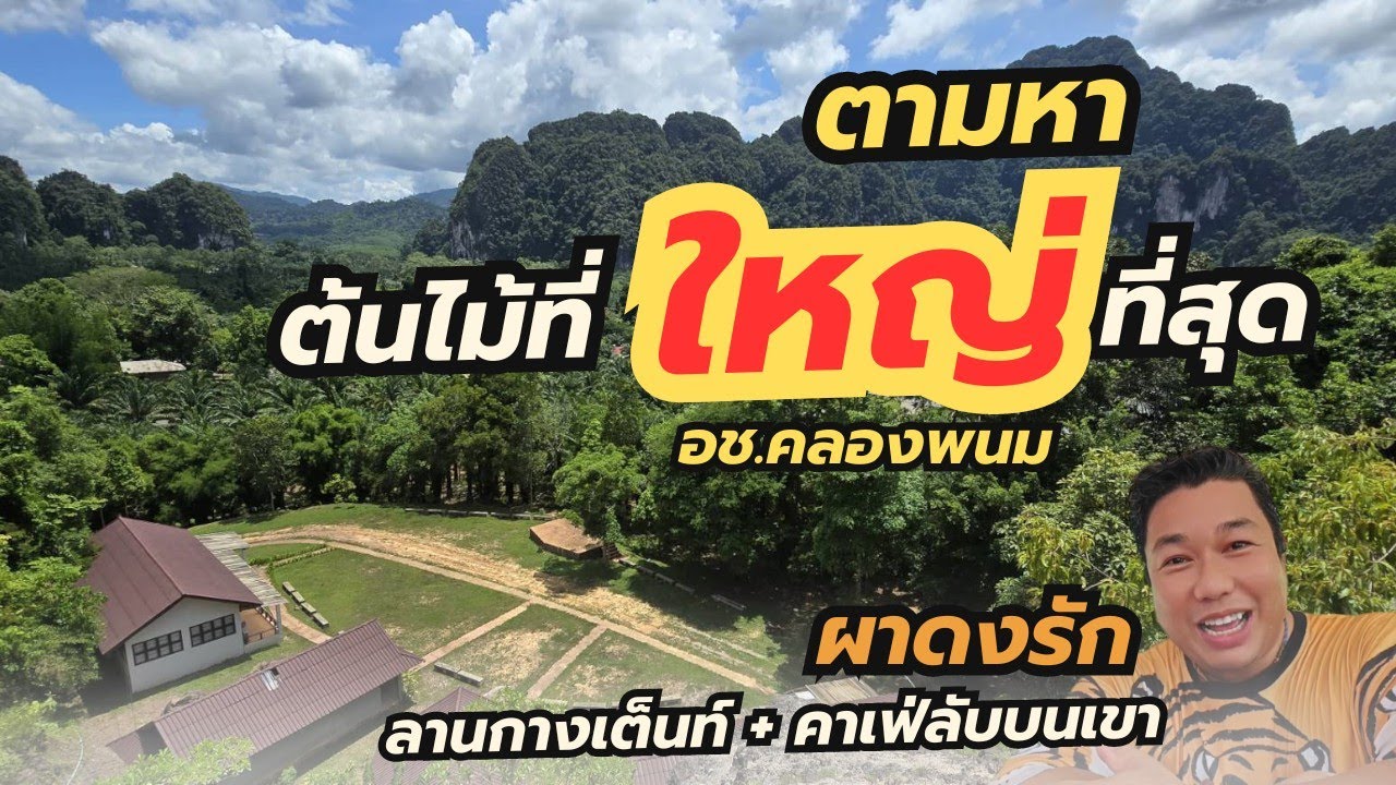 EP.29 ตามหาต้นไม้ยักษ์ #bigtree รีวิว ผาดงรัก #ลานกางเต็นท์ เเละคาเฟ่ลับ กลางเขา อช.คลองพนม