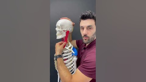 3 Ways to Stretch the SCM!