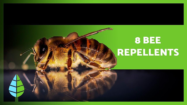 How to Keep BEES AWAY 💨🐝 (8 Natural Bee Repellents)