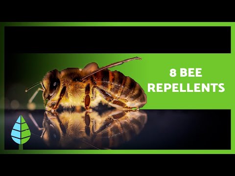تصویری: چگونه زنبورها را بترسانیم؟ چه بویی زنبورها را دفع می کند؟