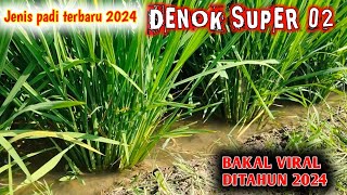 PADI TERBARU 2024 DENOK SUPER 02‼️Perkembangan bunting kecil