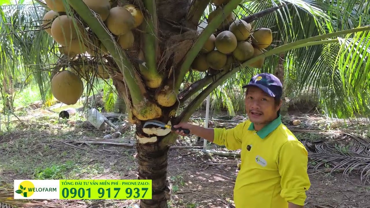 Phun thuốc gì cho dừa đậu trái - Cách chống rụng trái dừa