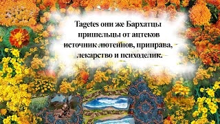 картинка: Tagetes они же Бархатцы  пришельцы от ацтеков источник лютеинов, приправа,  лекарство и психоделик.