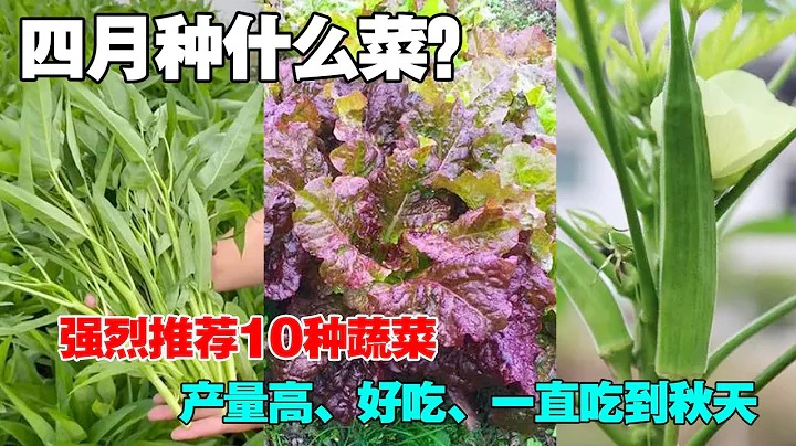 4月种什么蔬菜？一定不要错过了这10种蔬菜，可以一直采收到秋末|What vegetables to grow in April？ - 天天要闻