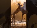 두루미 (Crane) vs 여우 (Fox) #animal #Crane #Fox