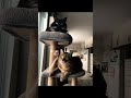 #méditationguidée #chat #apaisement #lacherprise #détente #respirationconsciente #abonnetoi #ronron