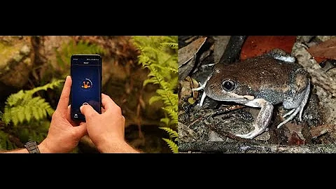 ACSA ACT & Region Presentation: FrogID - Informing frog conservation through citizen science