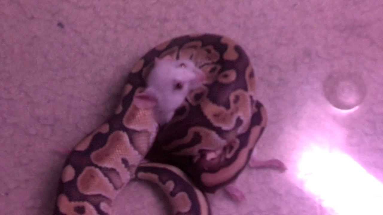 Ball Python Eating Mouse - YouTube