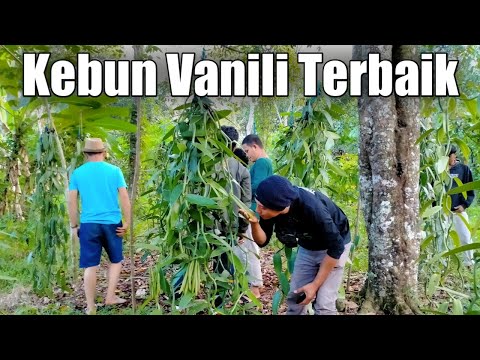 Video: Memotong Pohon Permaisuri Kerajaan: Kapan Dan Cara Memangkas Pohon Paulownia