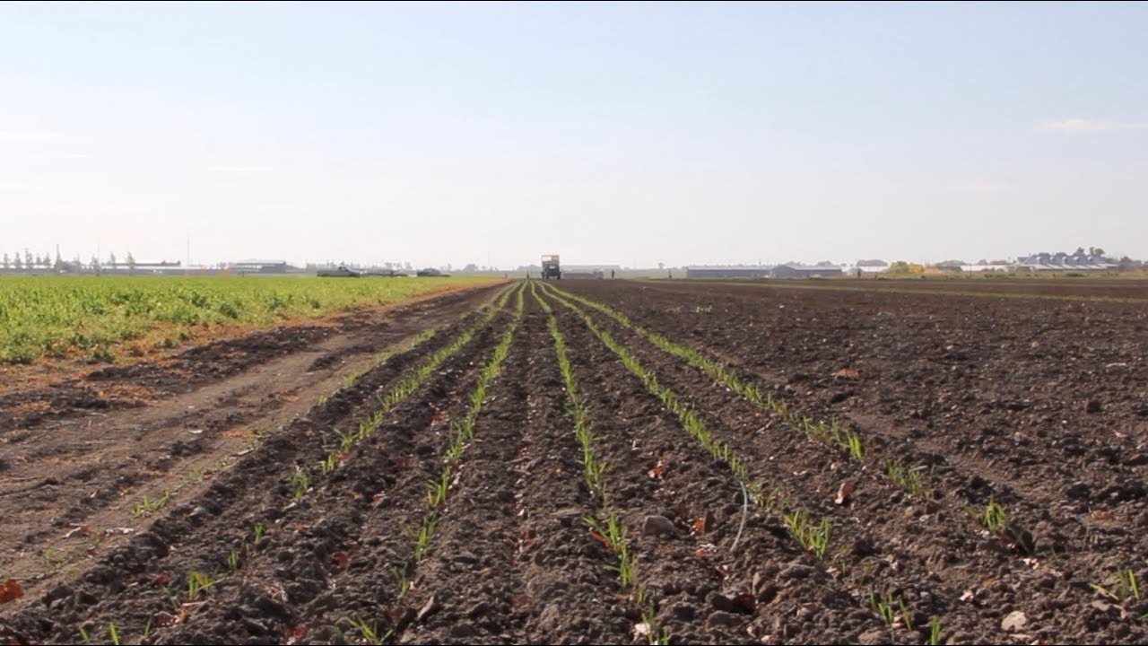 Wheat School: Evaluating seedling vigour and more at stand