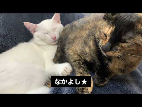 ソイちゃん、ラテくん写真集①