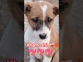 ख़ामोश अल्फ़ाज़❤️🩹 #trending #explore #love #poetry #trueline#motivation #shorts #puppy#viralquote