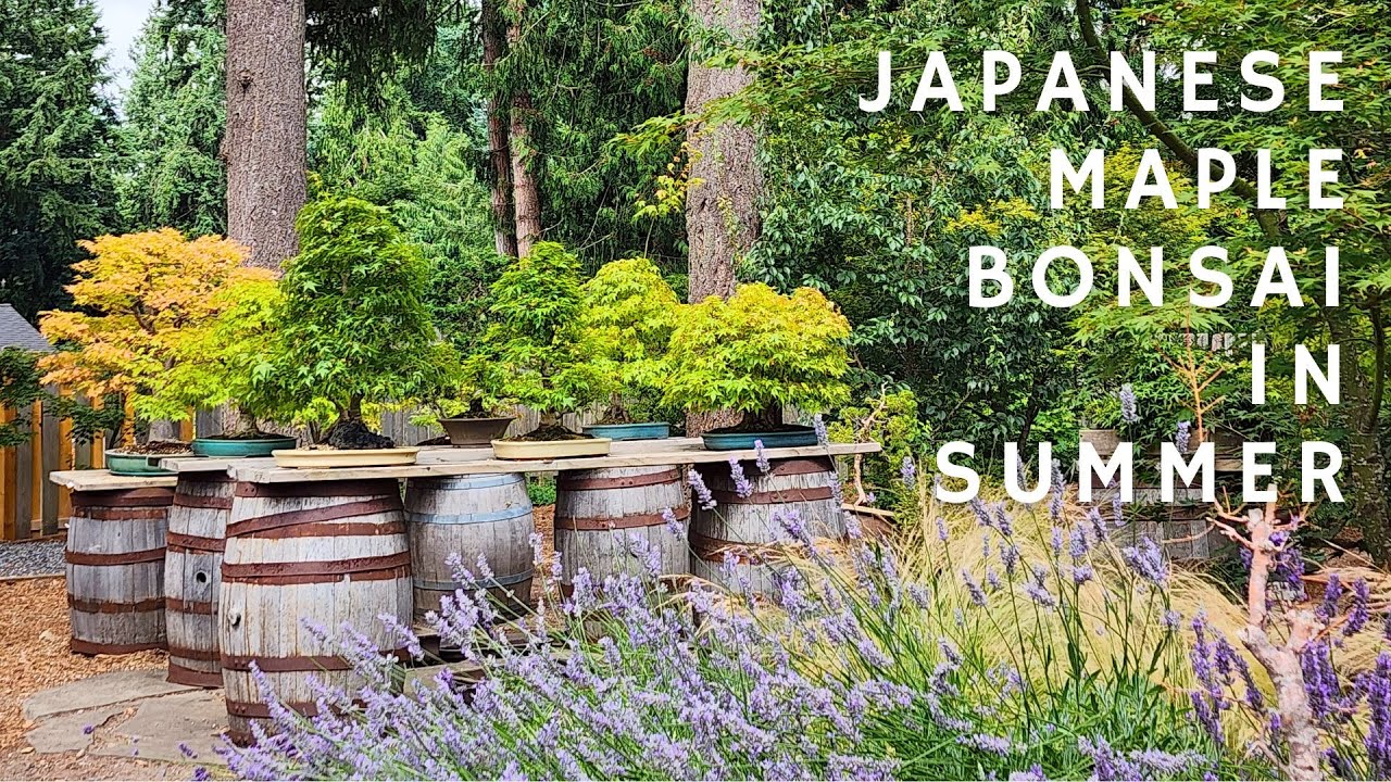 Japanese Maple Bonsai in Summer at Momiji-En