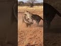 Leopard vs Honey Badger: Fearless Fighter Holds Its Ground! #animals #viral #wildlife