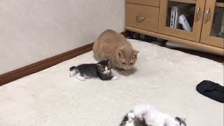 ひのきの目の前が好きな子猫がかわいい