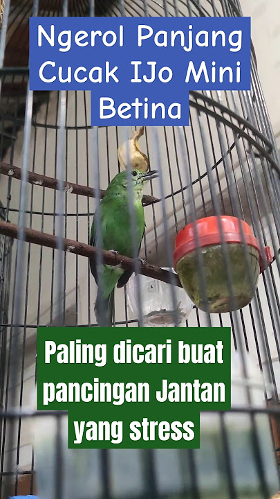 Suara Cucak Ijo Mini Betina ngerol tembakan cocok buat pancingan terpai jomin cimin jantan #gacor