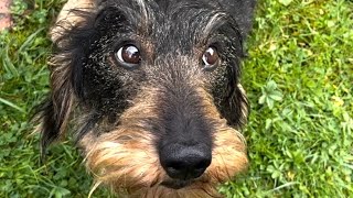Cute dachshund trains his Dad 😀 #TeddyTheDachshund by Teddy the Dachshund 2,344 views 4 weeks ago 1 minute, 43 seconds