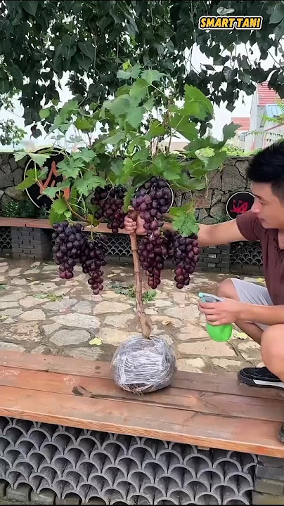 bibit pohon anggur super series 😍 #fyp #bibitanggur #buahanggur #pohonanggur