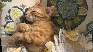 Kitten twitches during REM sleep