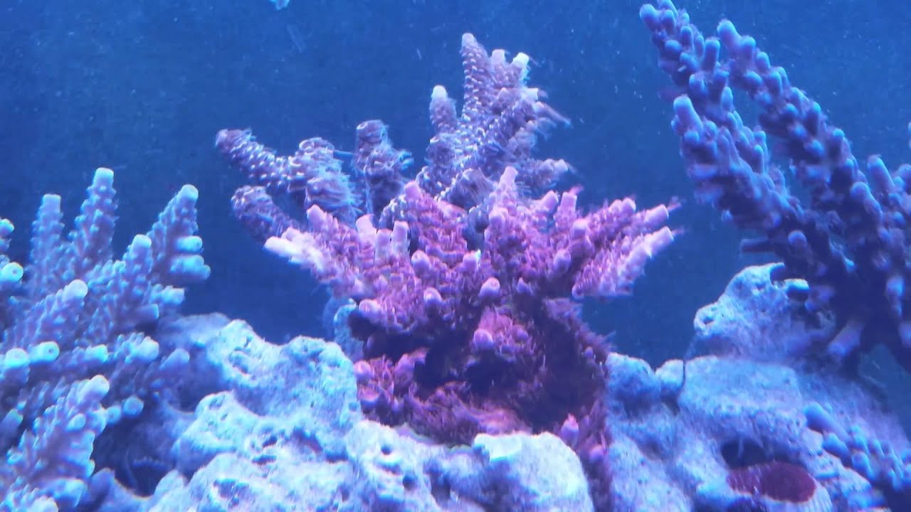 Red planet acro and pink millepora - YouTube