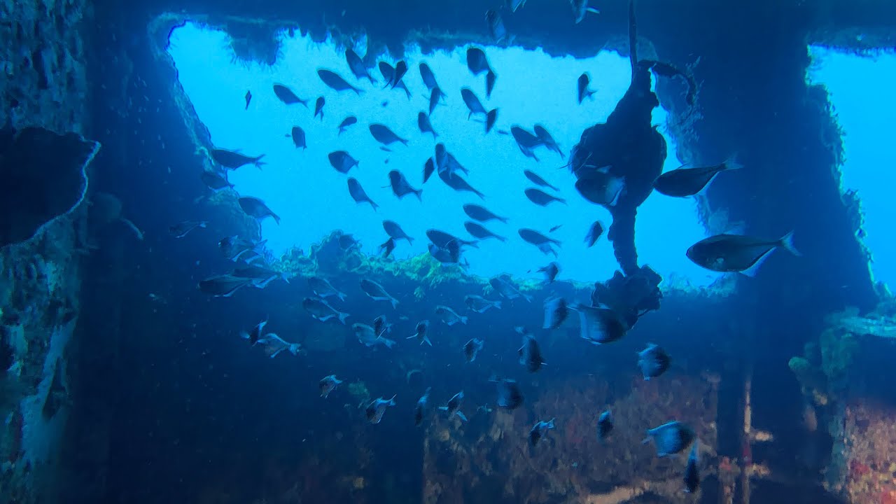 Mama Viña Wreck Dive - Playa del Carmen 