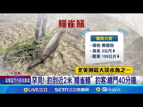 罕見! 釣到近2米"鱷雀鱔" 釣客:纏鬥40分鐘｜三立新聞網 SETN.com