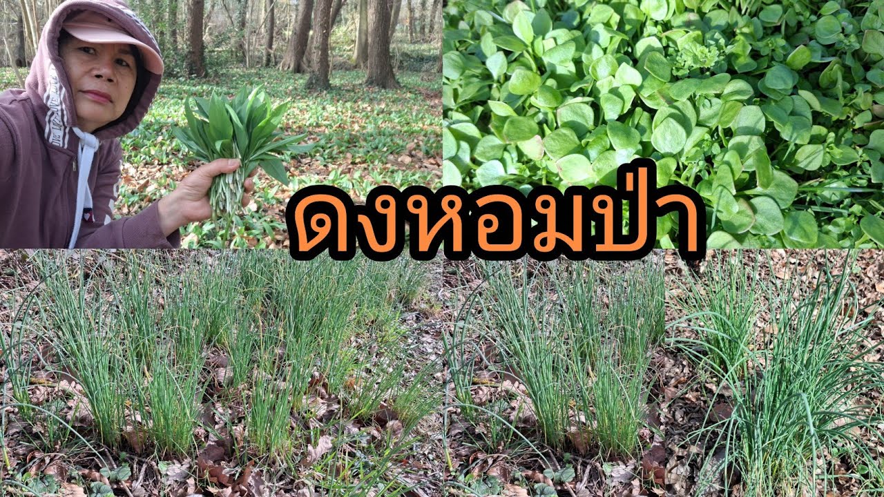 เก็บหอมป่าขึ้นเป็นดงผักแว่นฝรั่งสวยๆเอาไปปลูกผักทีหายาก