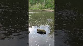 Patapsco River #fishing