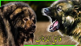 كلب اوفتشاركا المشهور بـ كلب الراعي القوقازي.. قاتل الذئاب واشرسها واخطرها_ المعروفة بـ &quot;كلاب الموت&quot;