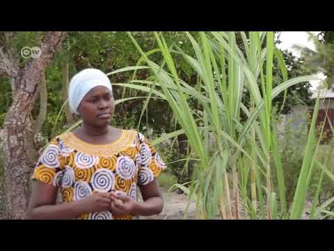 Video: Jinsi Ya Kumwambia Nguruwe Ya Guinea Na Jinsia