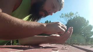 Save Your Own Seeds! | Harvesting and Saving Arugula Seeds