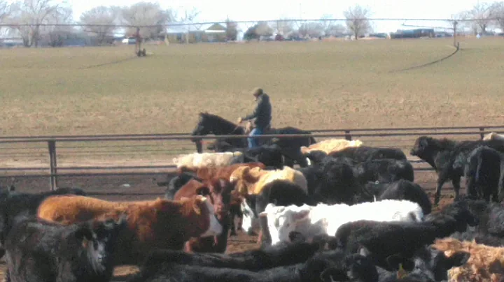 brother 8yr old gelding John and Connie Standridge