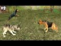 Dog Sim Online - PvP (Player vs Player) - Android / iOS - Gameplay part 8