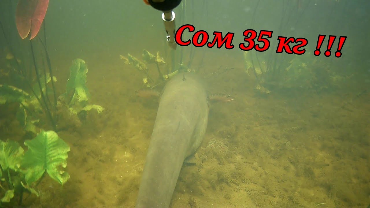 На безрыбье и СОМ в 35 кг рыба!!!! - YouTube