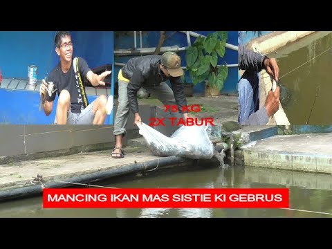 mancing-ikan-mas-sitim-kilo-gebrus-||-mancing-inilah-yang-sering-kami-lakukan-||-gadogado-channel||