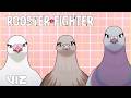 Dating Pigeons | Rooster Fighter | VIZ
