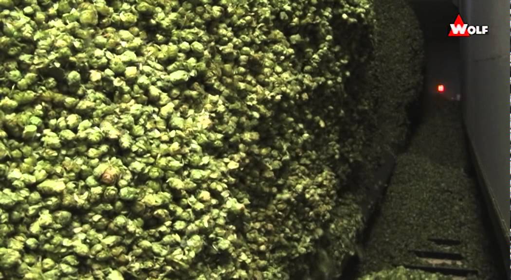 WOLF: Hop Harvesting with WHE 500 Hoptronic, Kiln & Conditioning