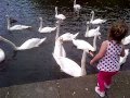 Swan Encounter