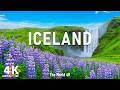 Iceland 4K Skogafoss Cascading Over Emerald Green Cliffs And Vast Purple Lupine Fields