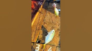 CÂU CÁ BIỂN 10 LƯỠI 10 CON #Shorts