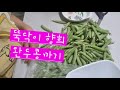 뚝닥이 향희 완두콩까기