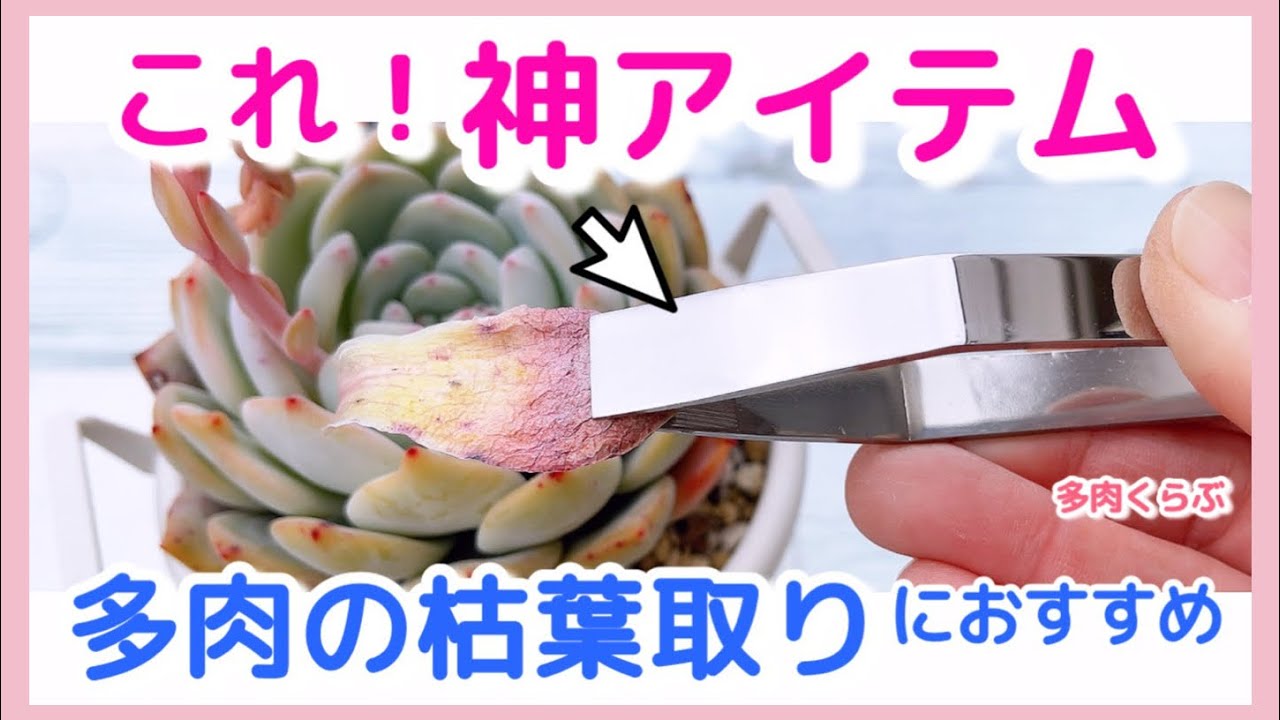 多肉植物】枯葉取りに「神アイテム」発見❣️使ってるピンセットに不満